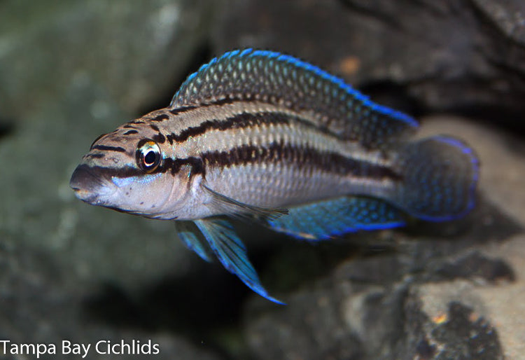 Julidochromis Dickfeldi 1.25-2.0 inch Tanganyika African Cichlid
