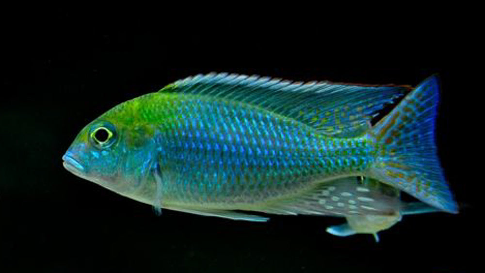 Kambiri, Tramitichromis intermedius