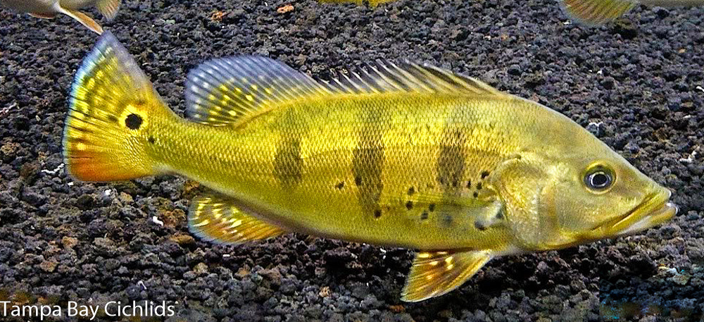 Kelberi Peacock Bass (Yellow Peacock) 1.25-2.0 inch