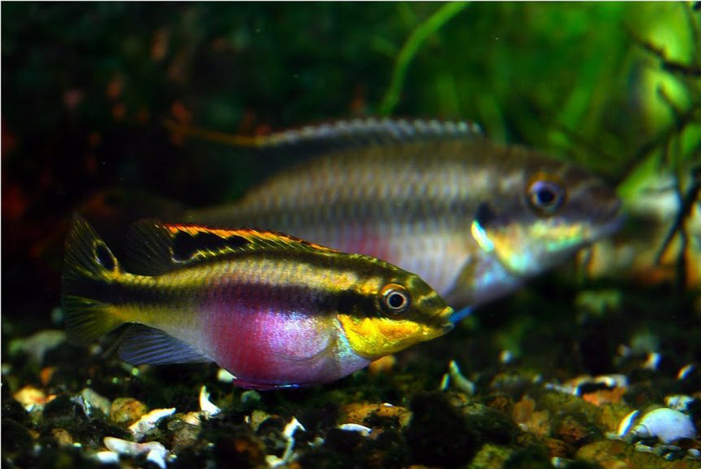 Rainbow Kribensis, Pelvicachromis pulcher