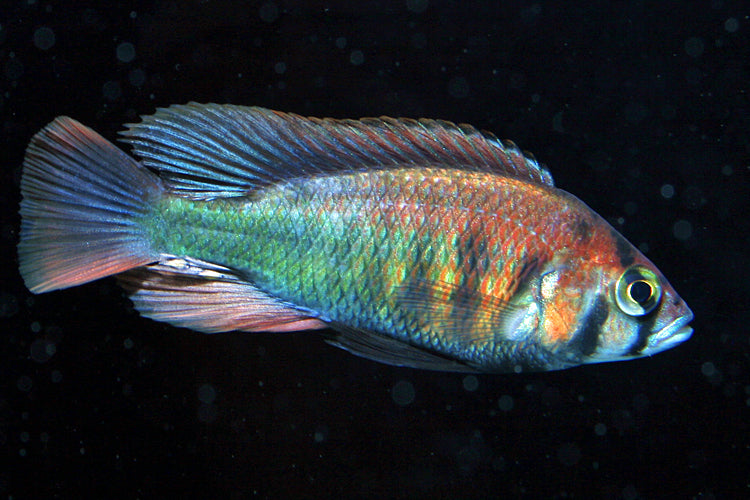 Kyoga Flameback, Xystichromis