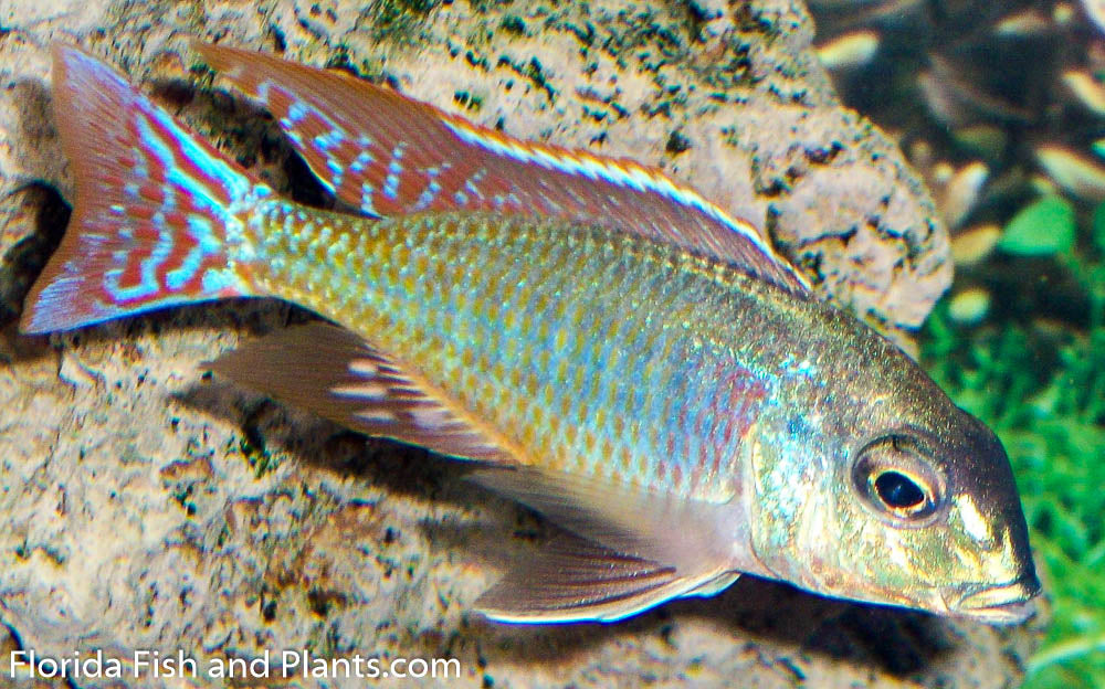 Round head red fin,  Lethrinops marginatus