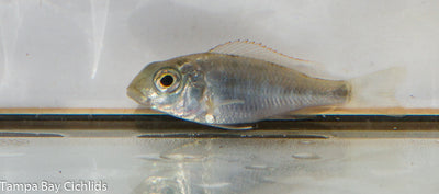 Lethrinops albus Kande