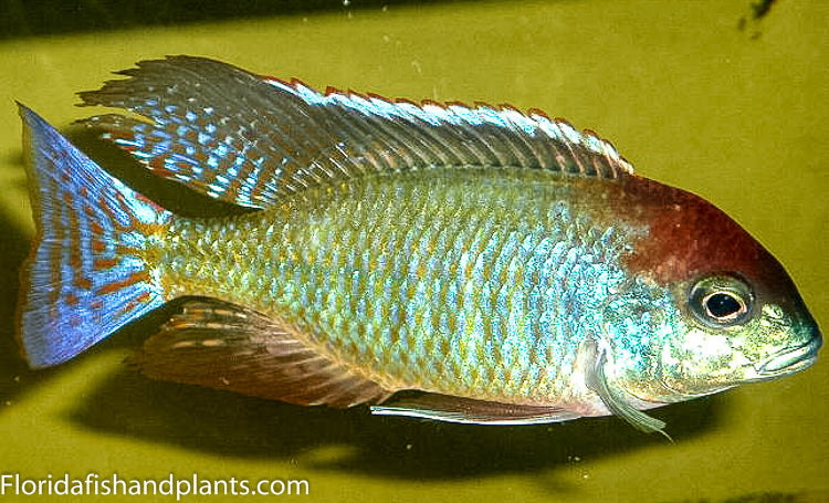 Red Cap Lethrinops "Chirwa"