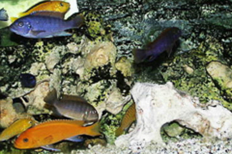 Mixed Mbuna 1.25 - 2.25 inches Mbuna African Cichlid