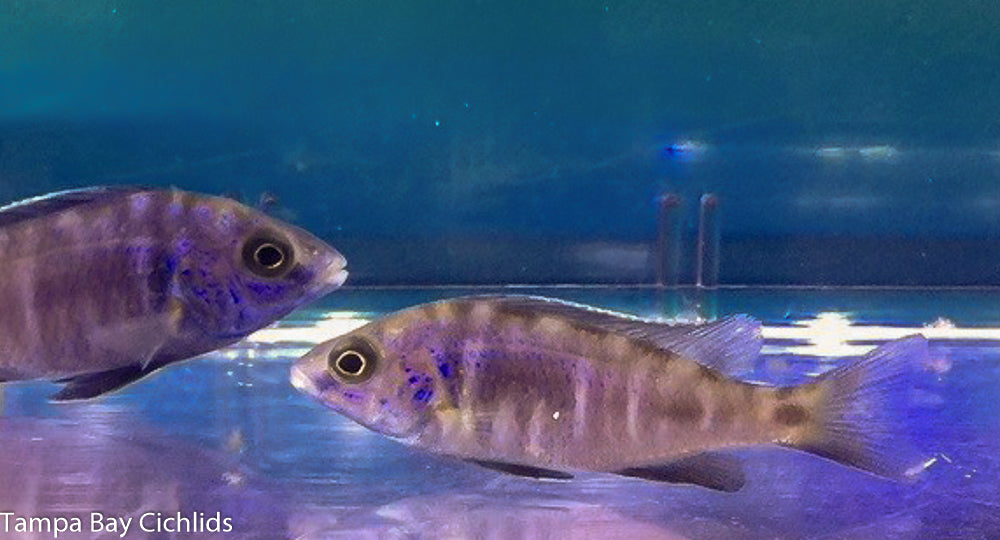 Mdoka White Lips, Placidochromis sp. Phenochilus Mdoka