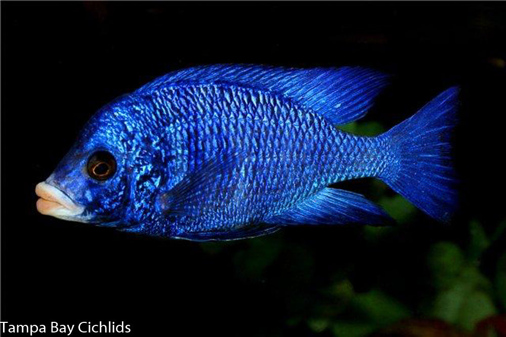 Mdoka White Lips, Placidochromis sp. Phenochilus Mdoka