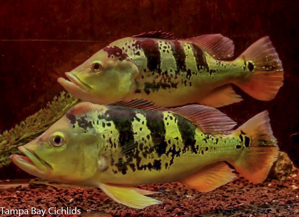 Peacock Bass Monoculus (tucanare Peacock) 1.5-2.25 inch  New World Cichlid