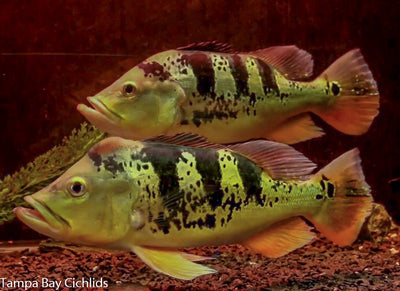 Peacock Bass Monoculus (tucanare Peacock) 1.5-2.25 inch  New World Cichlid