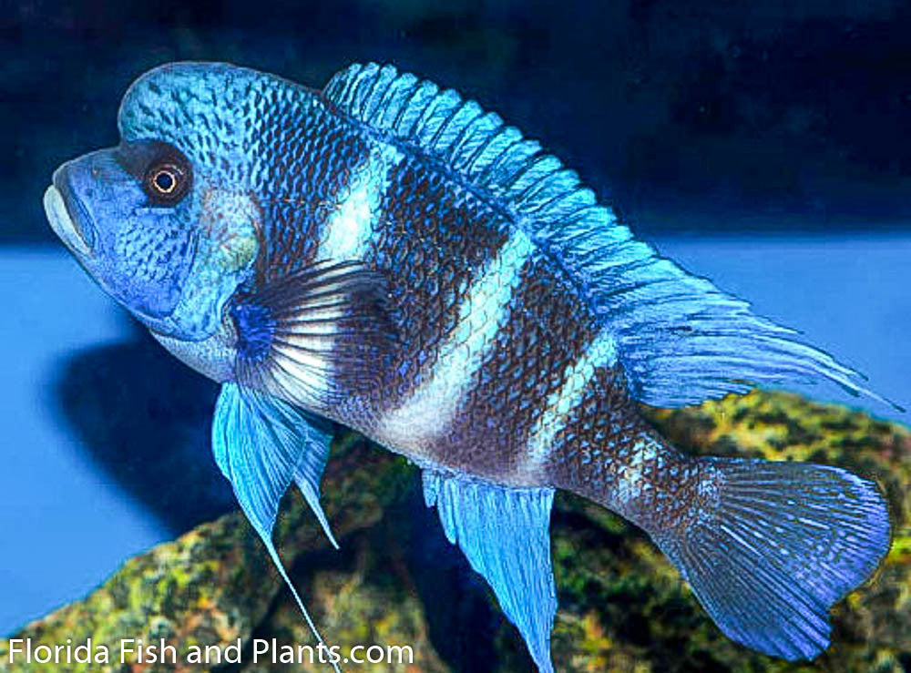 Frontosa Mpimbwe, Blue 3/4-1.0 inch