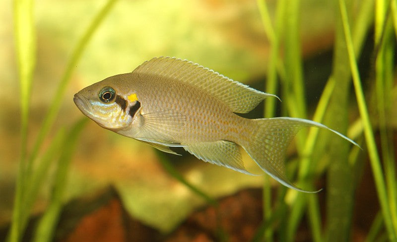 Neolamprologus Brichardi (Lyretail cichlid) 1.25-2.0 inch