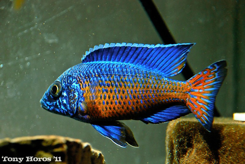 Ngara flametail Peacock , Aulonocara stuartgranti "Ngara"