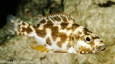 Livingstoni, Nimbochromis