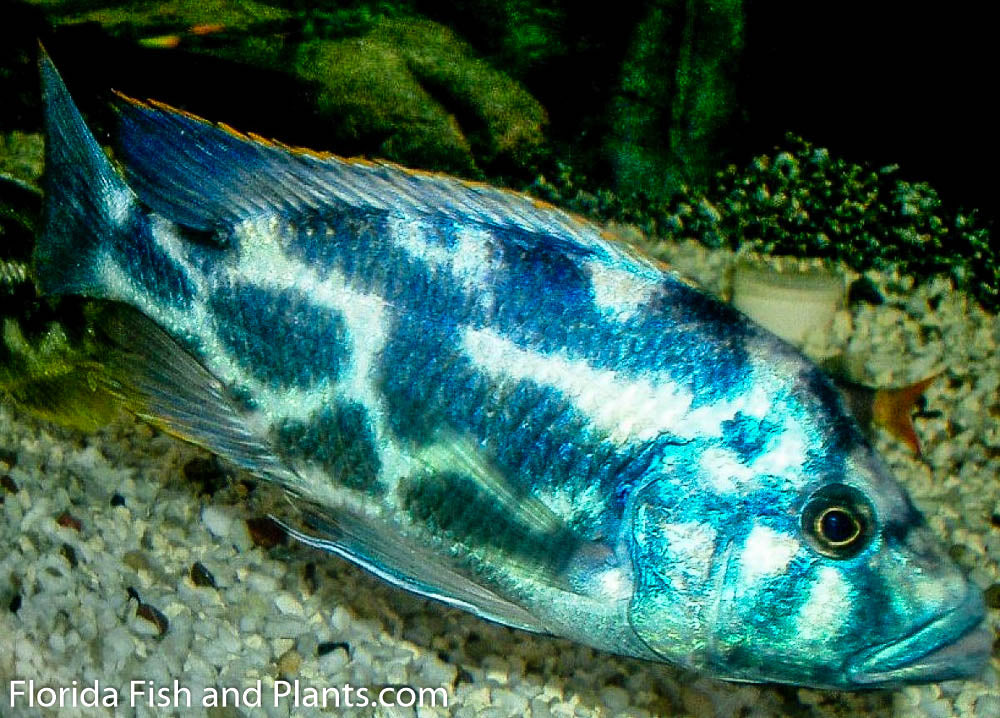 Livingstoni, Nimbochromis