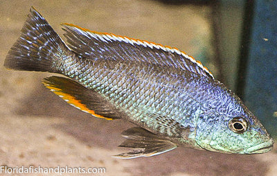 Polystigma, Nimbochromis