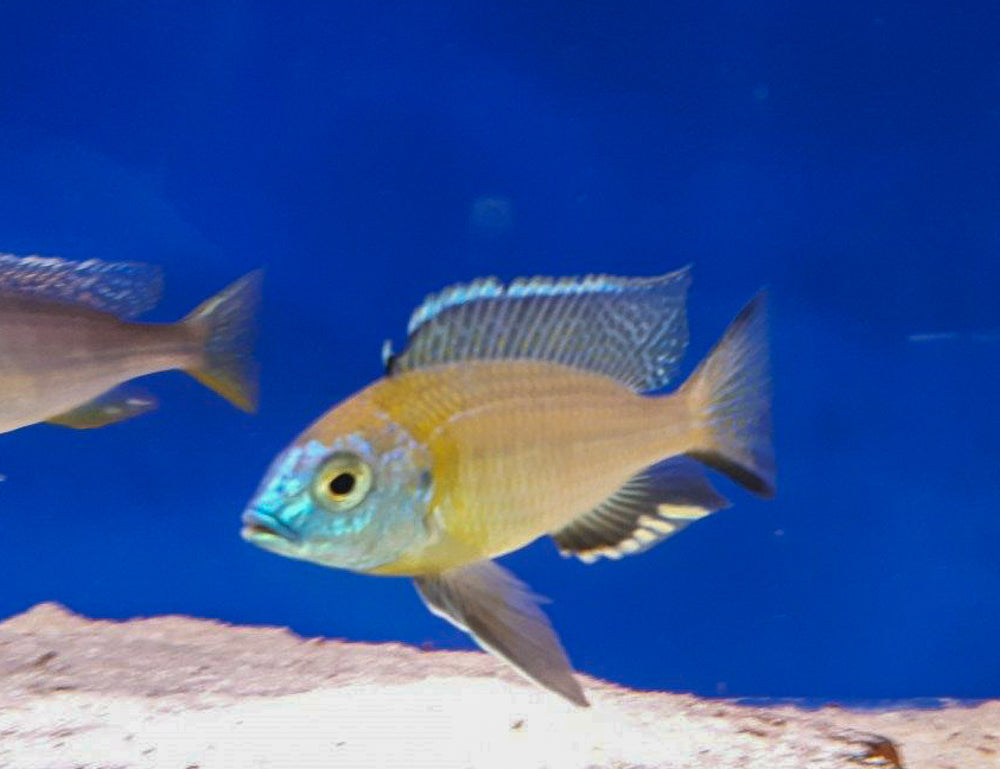 Orange Cap ,Nyassachromis Prostoma  Gome