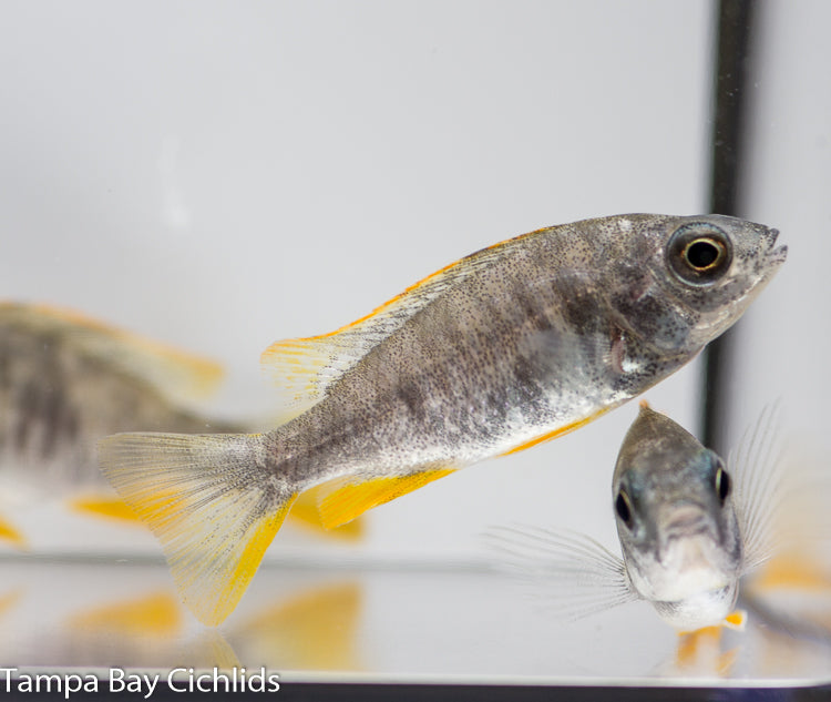 OB Red-Fin Borleyi, Copadichromis borleyi