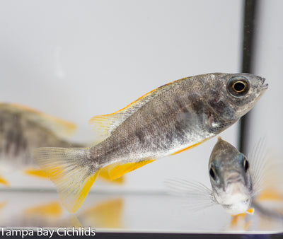 OB Red-Fin Borleyi, Copadichromis borleyi