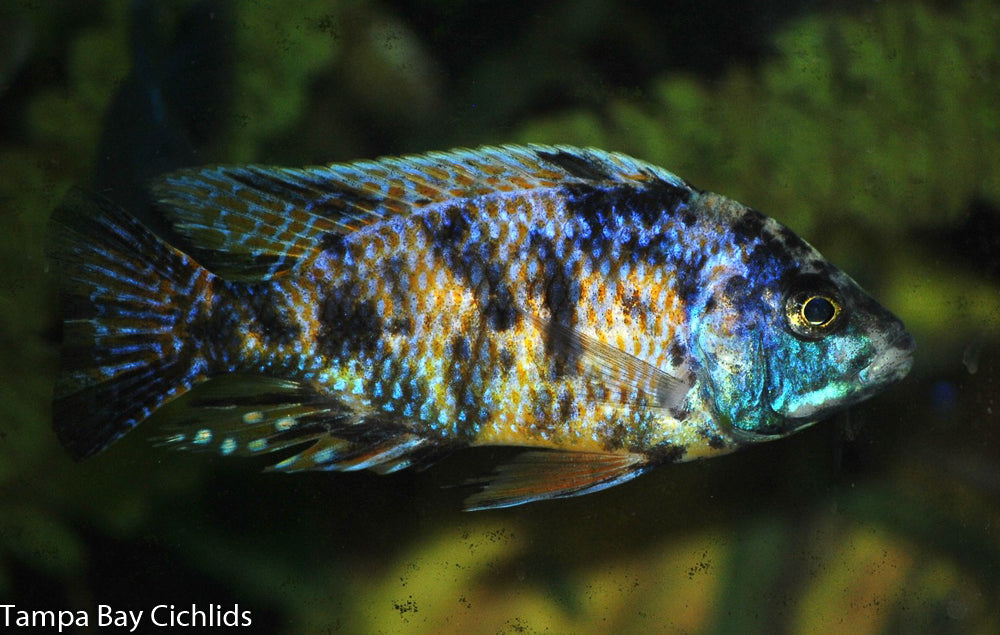OB Red Empress, Protomelas taeniolatus (Super Red OB)