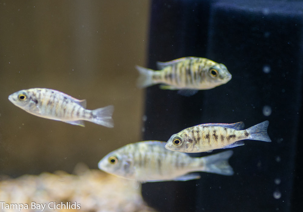 OB Red Empress, Protomelas taeniolatus (Super Red OB)