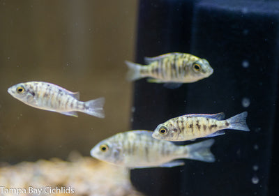 OB Red Empress, Protomelas taeniolatus (Super Red OB)