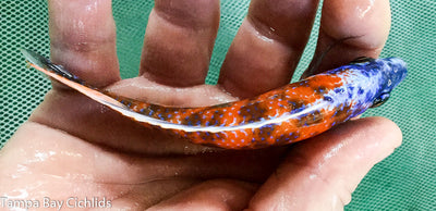 OB Red-Fin Borleyi, Copadichromis borleyi