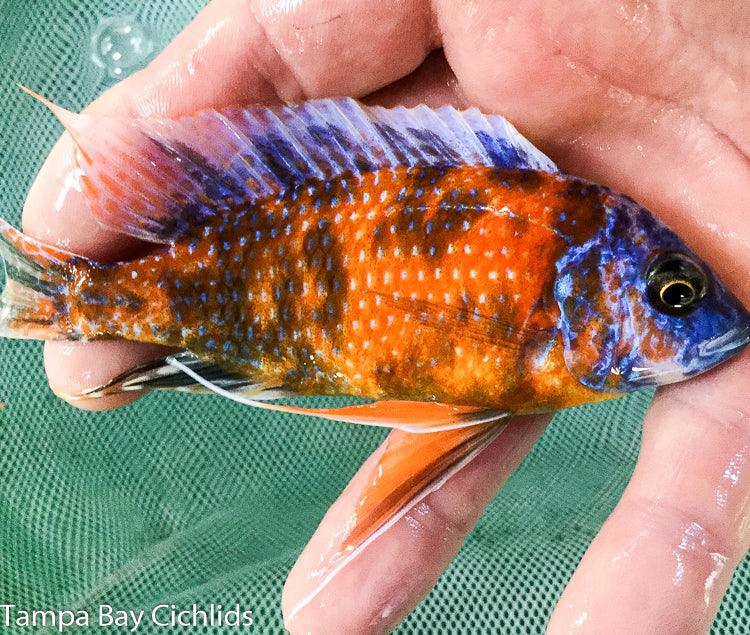 OB Red-Fin Borleyi, Copadichromis borleyi