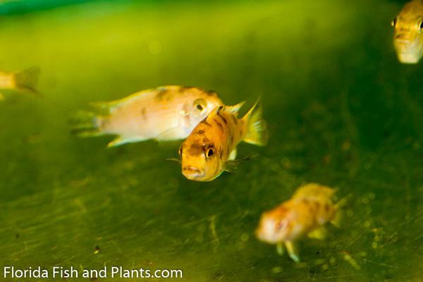 OB Red Cheek, Tropheops sp.