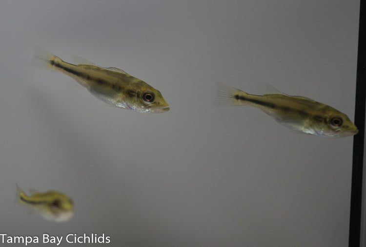 Baby shop peacock bass