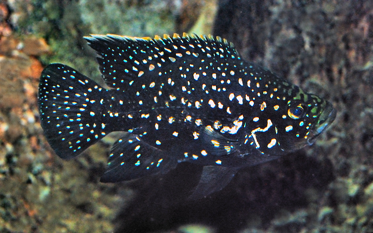 Paratilapia Polleni (Starry Night Cichlid)