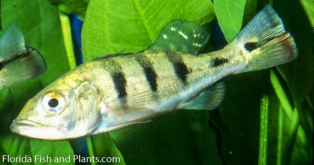 Peacock Bass Monoculus (tucanare Peacock) 1.5-2.25 inch  New World Cichlid