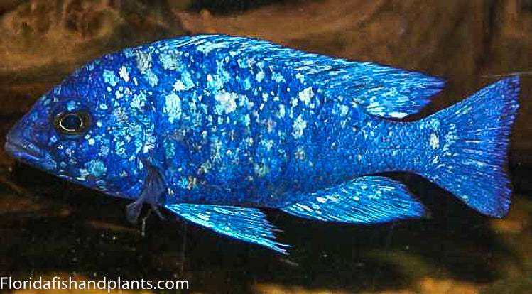 Star Sapphire, Placidochromis Phenochilus Tanzania