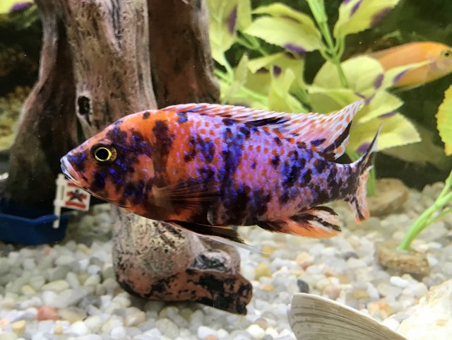 Rasberry OB Peacock, (Red Blotch) Aulonocara sp.