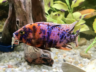 Rasberry OB Peacock, (Red Blotch) Aulonocara sp.