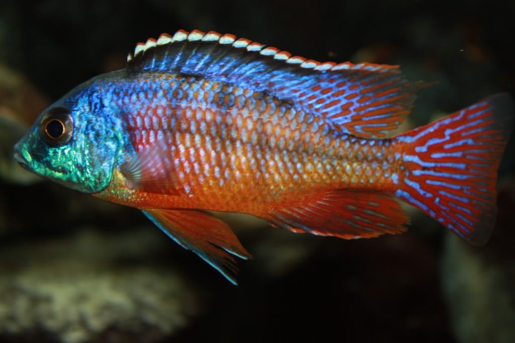 Red Empress, Protomelas taeniolatus (Super Red)