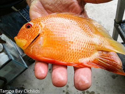 Red Fire Severum 1.5-2.0 inch
