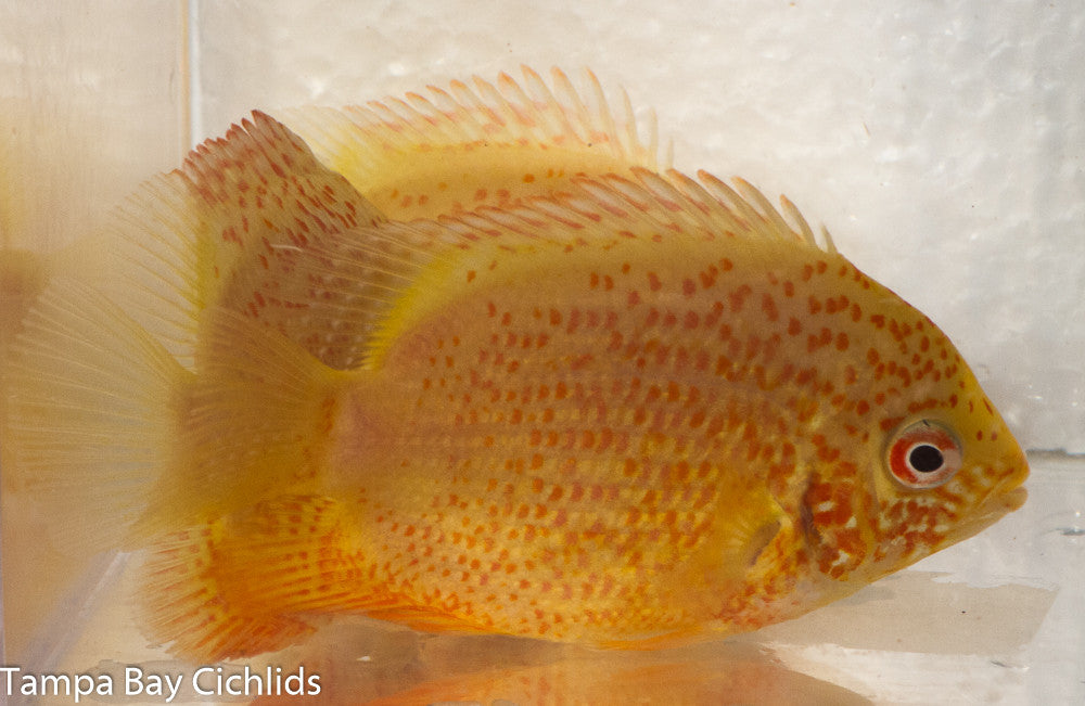 Red Fire Severum 1.5-2.0 inch