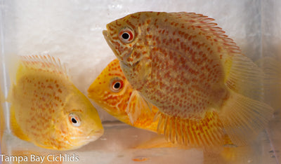 Red Fire Severum 1.5-2.0 inch