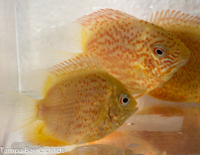 Red Fire Severum 1.5-2.0 inch