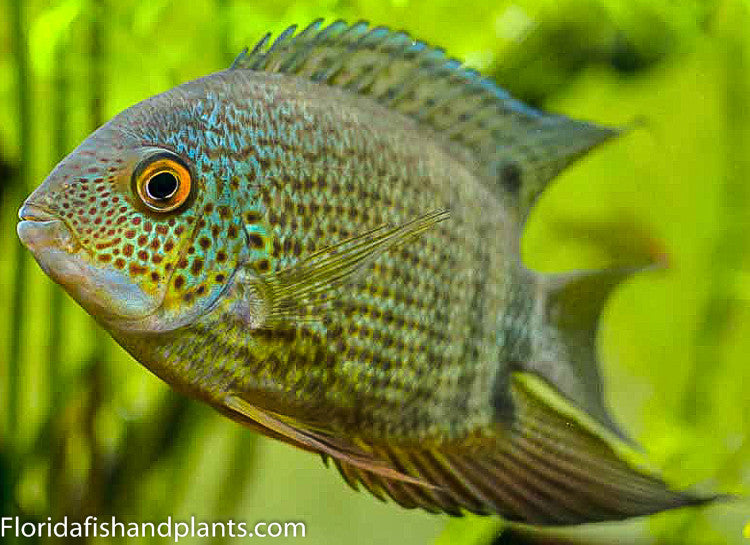 Red spot Turquoise Severum 1.25-2.0 inch