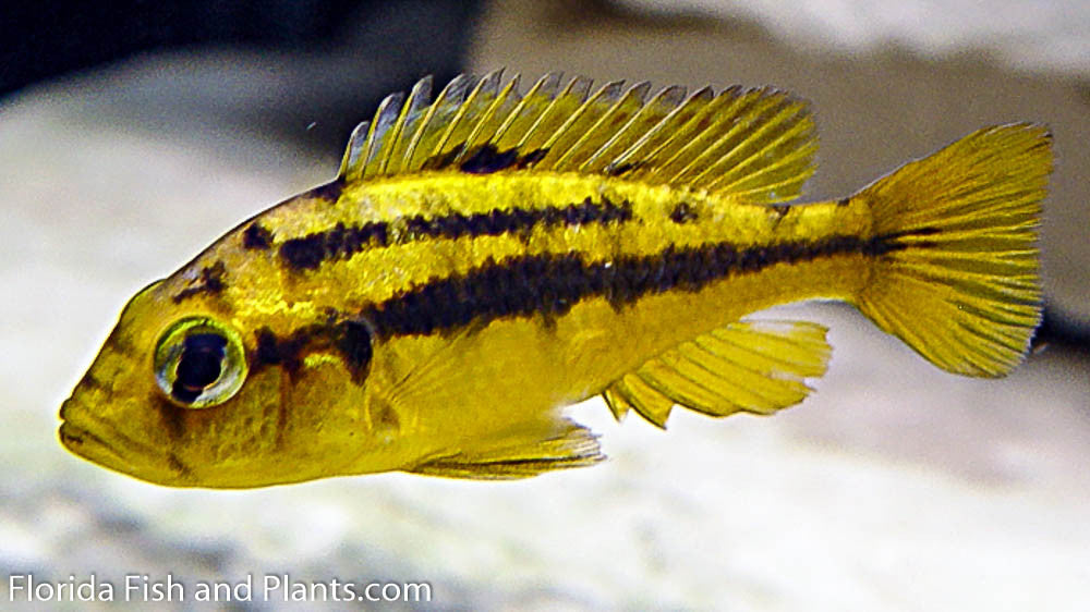 Rock Kribensis, Paralabidochromis sauvagei