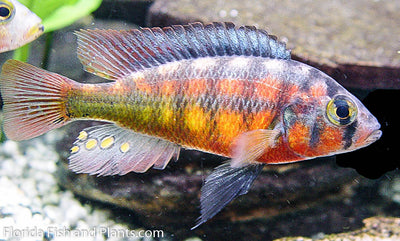 Rock Kribensis, Paralabidochromis sauvagei