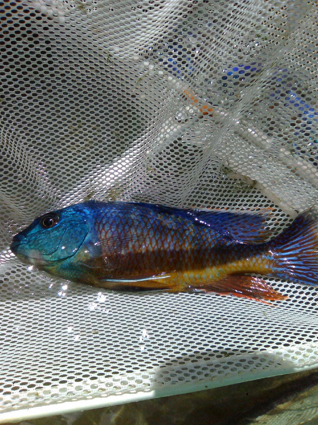 Royal Sienna, Fossorochromis rostratus