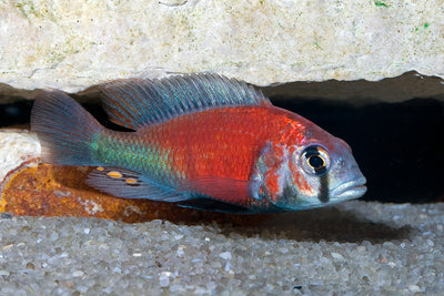 Hippo Point Salmon, "Ptyochromis sp."