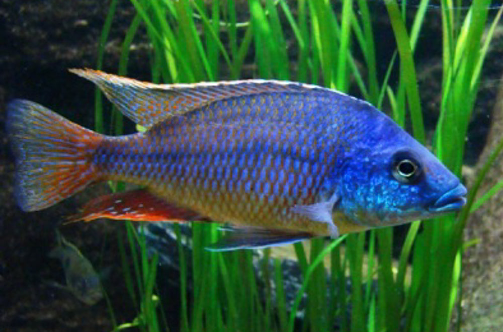 Protomelas similis
