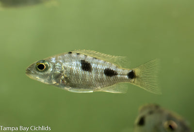 Tolae, Stigmatochromis