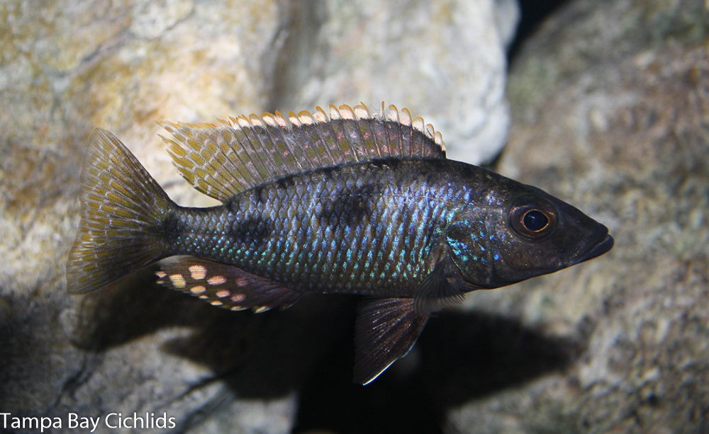 Tolae, Stigmatochromis