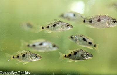 Tolae, Stigmatochromis