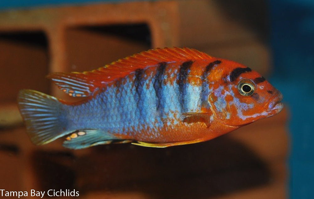 Swedish Super Red Hongi, Labidochromis sp. "Hongi" Super Red Variant