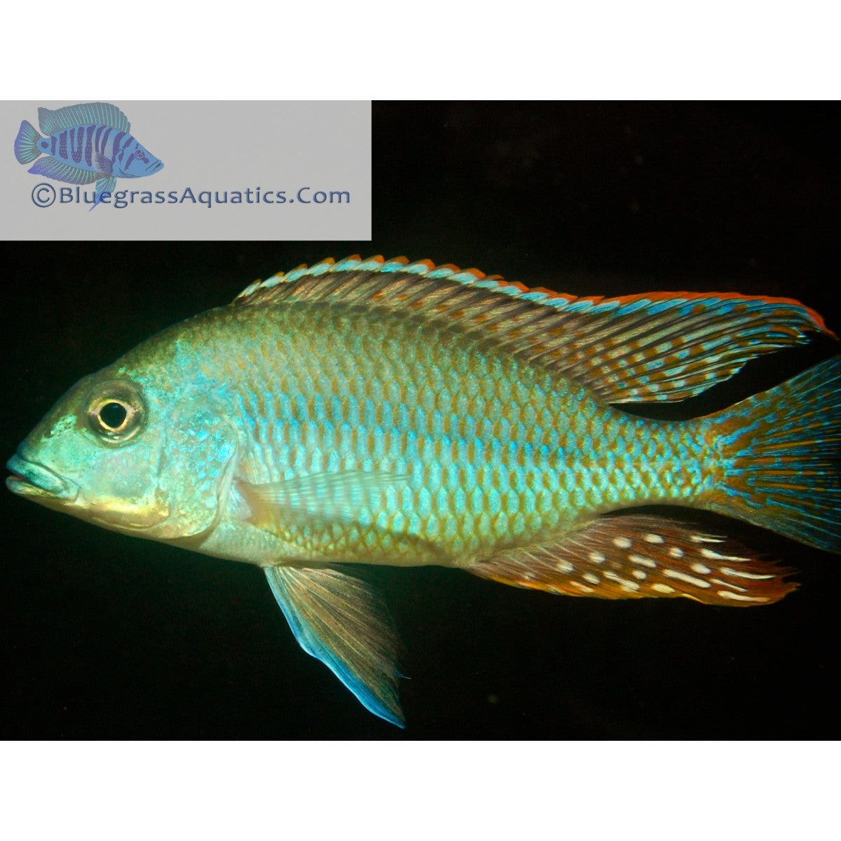 Intermedius Lethrinops, (Oto. tetrastigma)